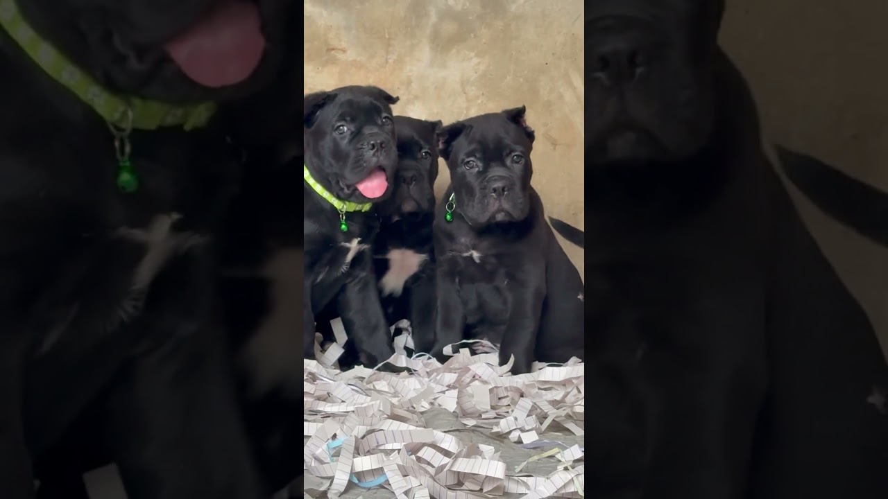 1-3 months Male Purebred Cane Corso