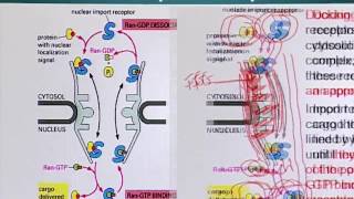 Topic 152 (BIO201 - Cell Biology)