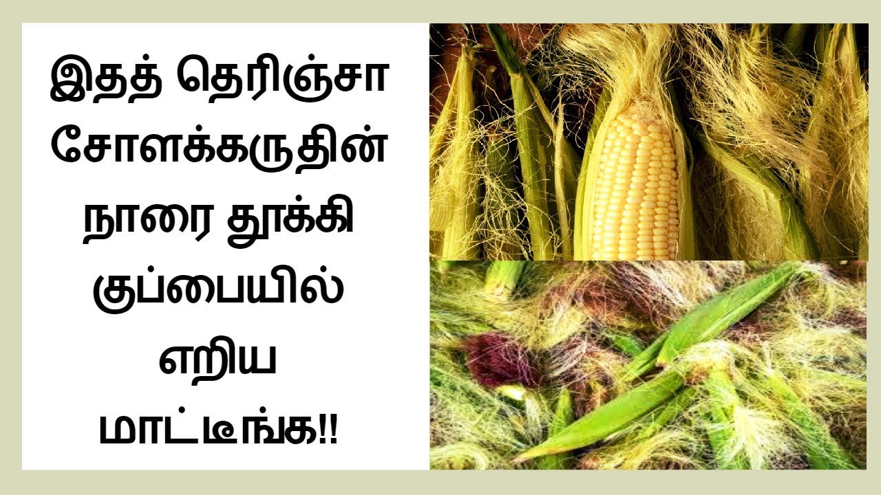 After watching this you will never throw Corn Silk in Tamil │benefits