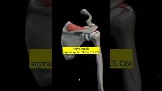 Supraspinatus muscle with origin,insertion,Nerve supply,actions I #upperlimbanatomy #muscles #mbbs