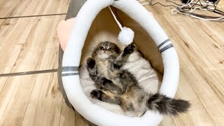 猫用ベッドで人間の赤ちゃんみたいに寝転がる子猫が可愛すぎたw