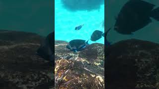 DISCOVERY COVE 2026 SNORKELING IN GRAND REEF AMAZING AND BEAUTIFUL 
