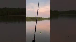 Is it bait or accidental hookups 🪝❓ On Yum 3” ribbon tail Grub #shorts #fishing