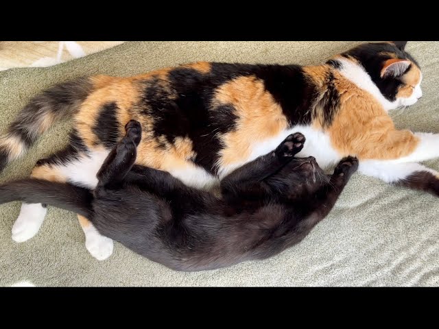 大胆な寝相の仔猫と受け入れる三毛猫の器の大きさが可愛いかった - YouTube