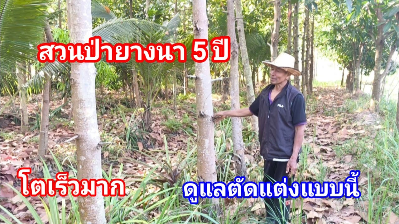 ปลูกป่ายางนา!! 5 ปีโตเร็วมาก แถมมีเห็ดธรรมชาติไว้กิน