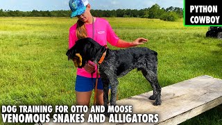 My Two Top Dogs Get Venomous Snake And Alligator Training