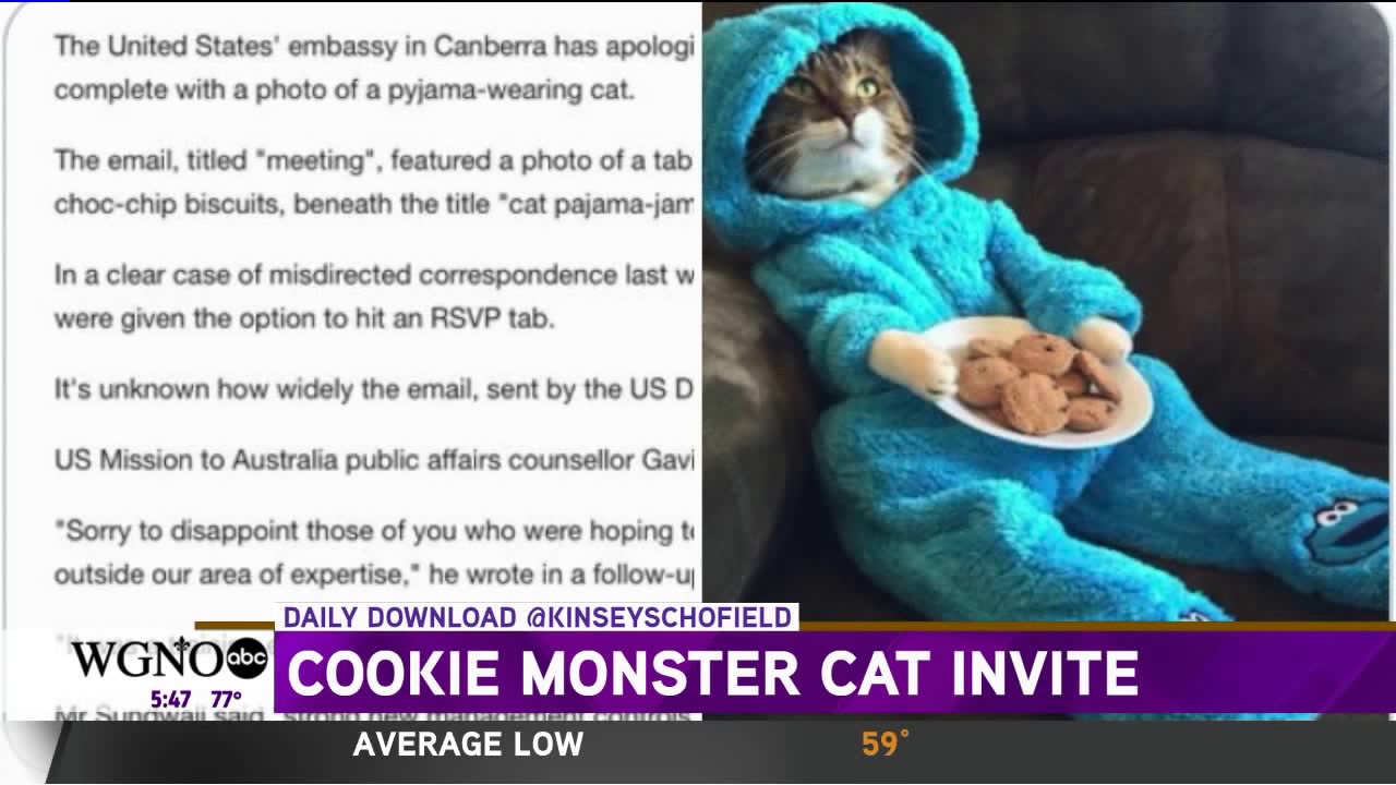 Us Embassy Apologizes For Cat Dressed In A Cookie Monster Costume Email