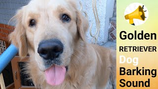 Golden Retriever Dog Barking Sound 🔊 🐶💛 - Retriever Waves