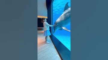 Dolphin show #dolphinshow #dolphins #dolphin #cutebaby #cute #whale #dolphinattack