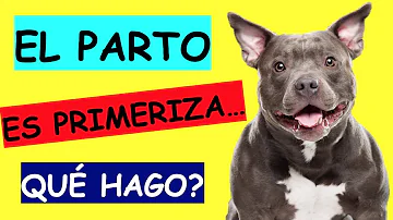 ¿Es doloroso el parto para los perros?