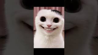 #Kitty #Cat #Kitten #Viral #Trending #edit #Insane #subscribe #youtube #youtubeshorts #shorts #Like
