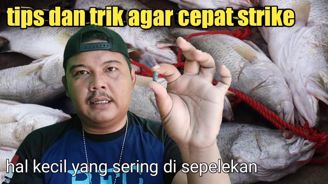 ingin cepat strike kakap putih?? coba cara ini