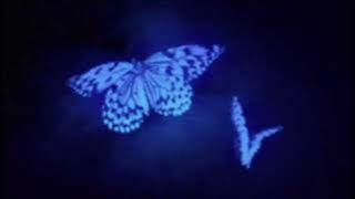 Isabel LaRosa - butterflies (speed up)