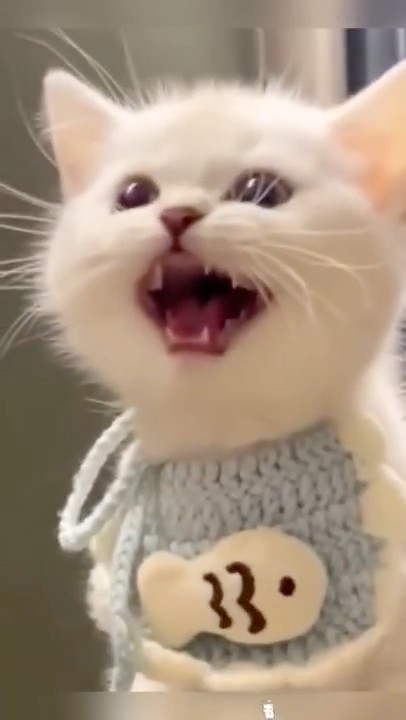 Meow Meow Meow! 🐱🎶❤️