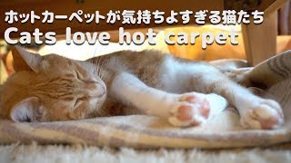 【猫生活 VLOG】ホットカーペットが気持ちよすぎる猫たち