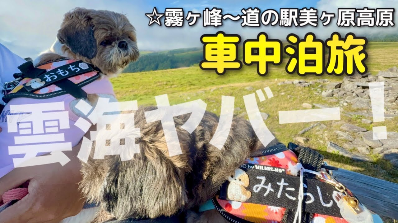 【長野犬と車中泊旅】旅の最後に雲海リベンジ！天国のような景色に感動✨霧ヶ峰/道の駅美ヶ原高原