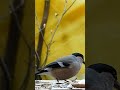 Widok z okna. gil samiczka.#nature #bird #love #music #shorts #