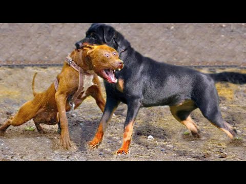 Video: Spørg The Hairy Dogfathers: Dog Får ikke spil