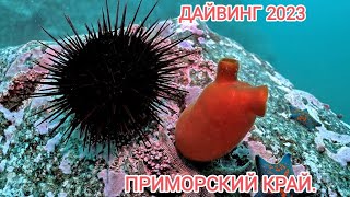 Дайвинг Приморской край. Дайвинг во Владивостоке. Дайвинг для начинающих. подводный мир.