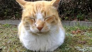 春になり暖かくなって公園の野良猫ちゃん達活発に動き出すと思ったら。。。