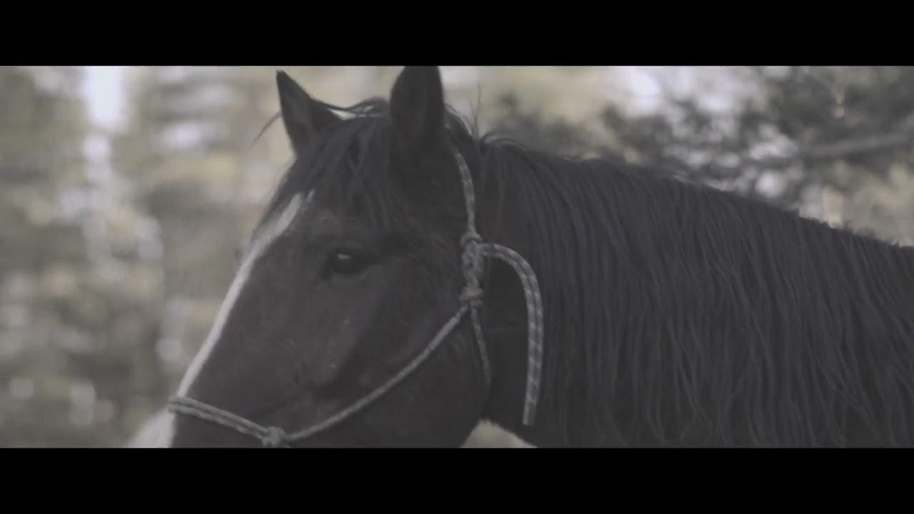 SOF Horsemanship