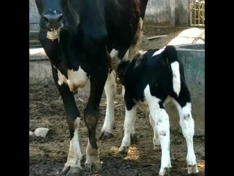 Anak sapi sedang menyusui - YouTube
