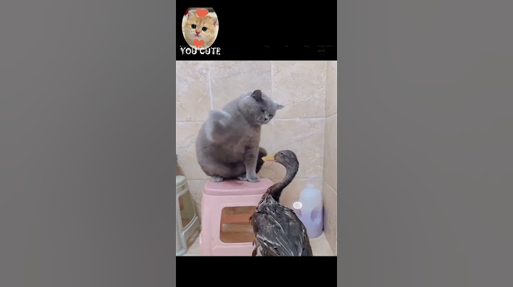 Video 1542301: cutest cat fight, cat dog fight cute, cat dog fight funny, cat love fight