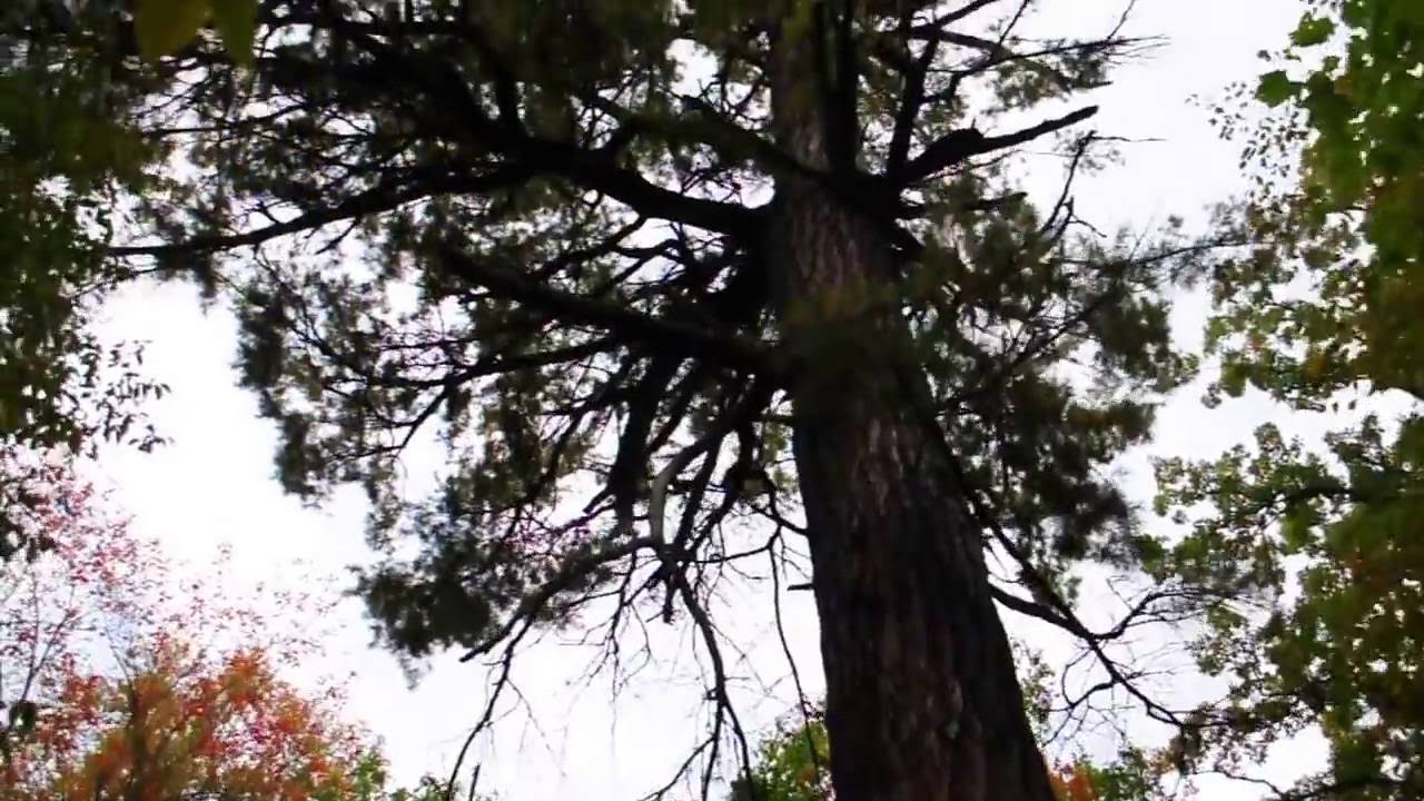Largest White Pine in Minnesota YouTube