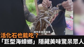 深海活化石也能吃？他火烤「巨型海蟑螂」　隱藏版美味驚呆眾人－民視新聞