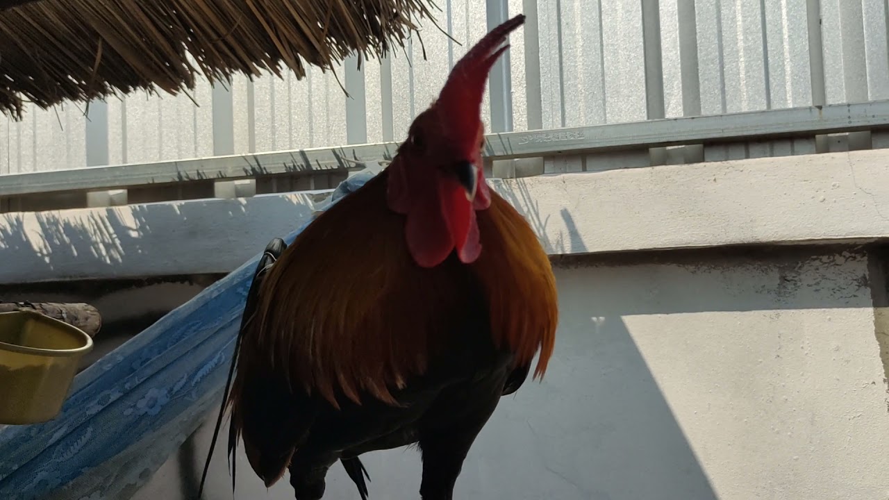 Los saib kuv cov qaib dib thaub aub caum npua 2021