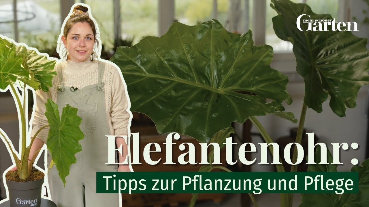 Elefantenohr (Alocasia macrorrhiza): Tipps zur Pflanzung und Pflege