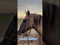 Hermoso lobuno 🐴