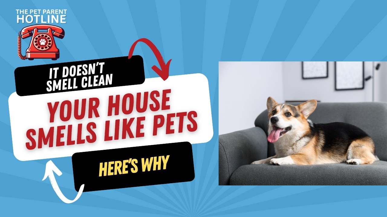 Why Your House Smells Like Pets Even After Cleaning
