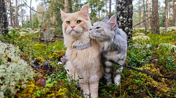 Video 11606901: maine coon kitten, forest walk