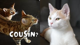 Our cats meet their cat cousin for the first time | Ep 25