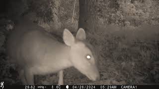 Weekly Muntjac footage | 28/04/2024 | Trail Camera Wildlife | Garden Watch Burton Joyce | #muntjac