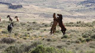 Wild Lands Wild Horses: EPIC Wild Horse Stallion Battle by Wild Lands Wild Horses 6,805 views 2 years ago 1 minute, 48 seconds