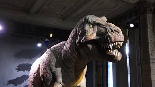 tyrannosaurus rex, Natural History Museum, London