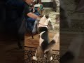Stinky Blanket #youtubeshorts #dog #pet #animal #animallovers