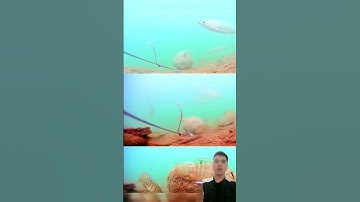 câu cá to phải như này #cauca #fishing #hoatratravel #shortvideo