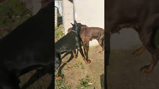 9 years male Doberman wants to play