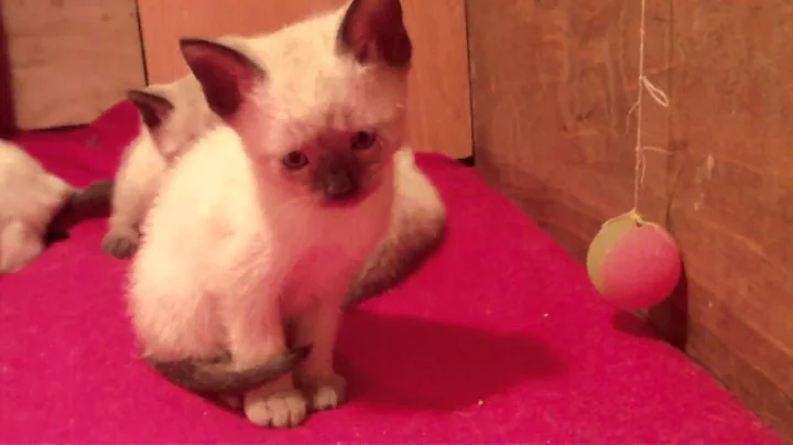 Video 11284191: siamese kitten playing