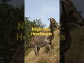 Nilgiri tahr. Hemitragus hylocrius this is the scientific name of nilgiri tahr part 5