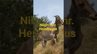 Nilgiri tahr. Hemitragus hylocrius this is the scientific name of nilgiri tahr part 5