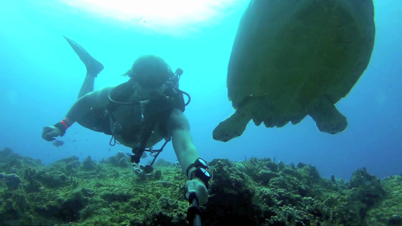 Cozumel Scuba Diving II with Cenotes and Whale Sharks YouTube