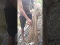 #shorts #vairalvideo #viral #song #assam #highlights #follow