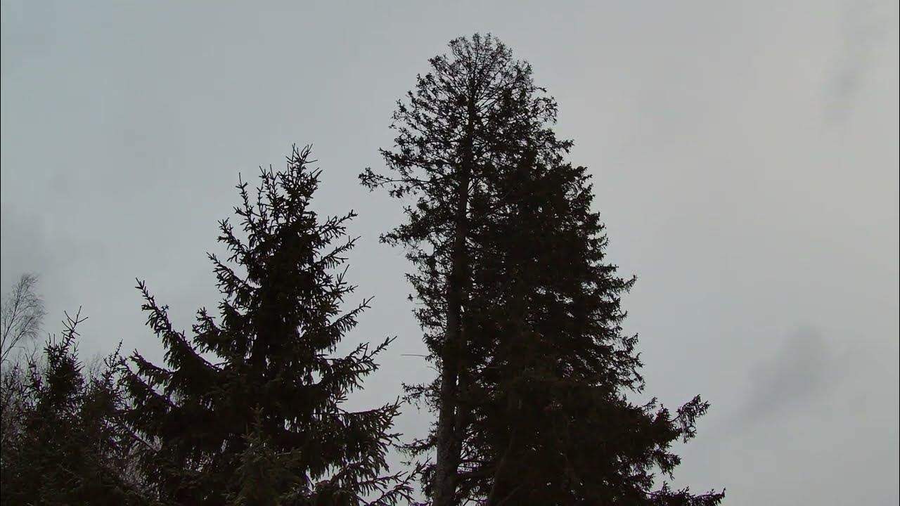 cutting down big spruce tree infested by bark beetle YouTube