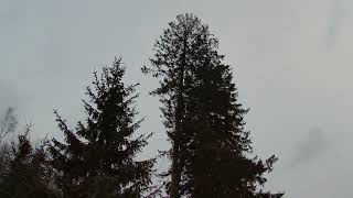 cutting down big spruce tree infested by bark beetle