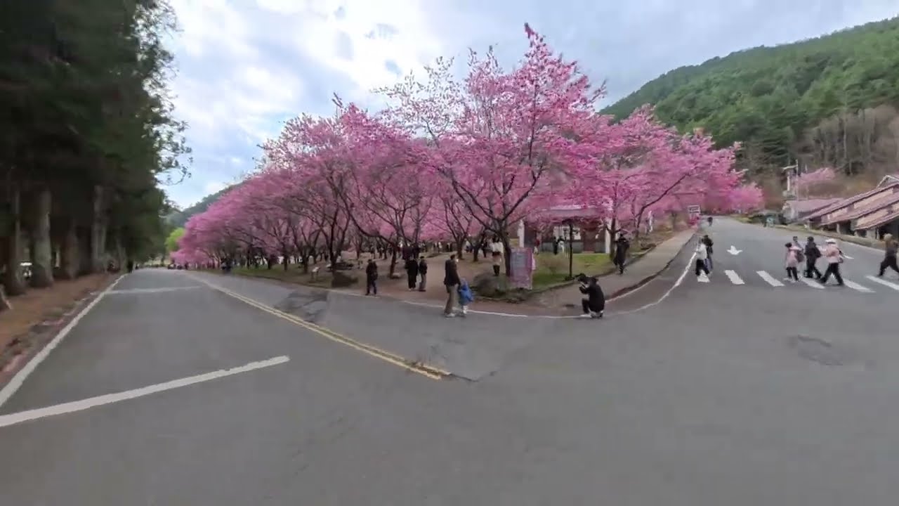 2026_0220_騎行_中橫支線_武陵農場-梨山