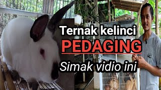Cara Beternak kelinci pedaging untung besar